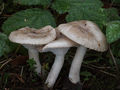Hygrophorus agathosmus